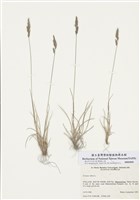 藏品(紫羊茅)的圖片